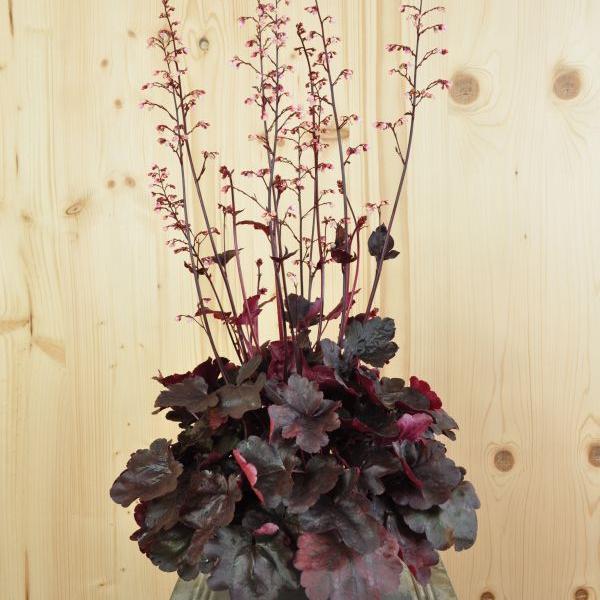 Produktbild Säntispracht 2 er Set, Ein herbstblühendes Purpurglöckchen - Heuchera Starry Night (40 cm)
