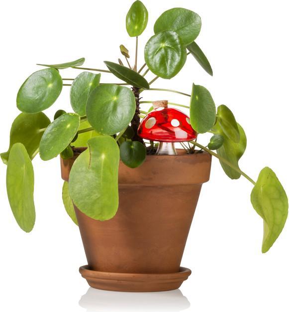 Immagine prodotto Bitten Distributore d'acqua Toadstool Glass (Palline per l'irrigazione)