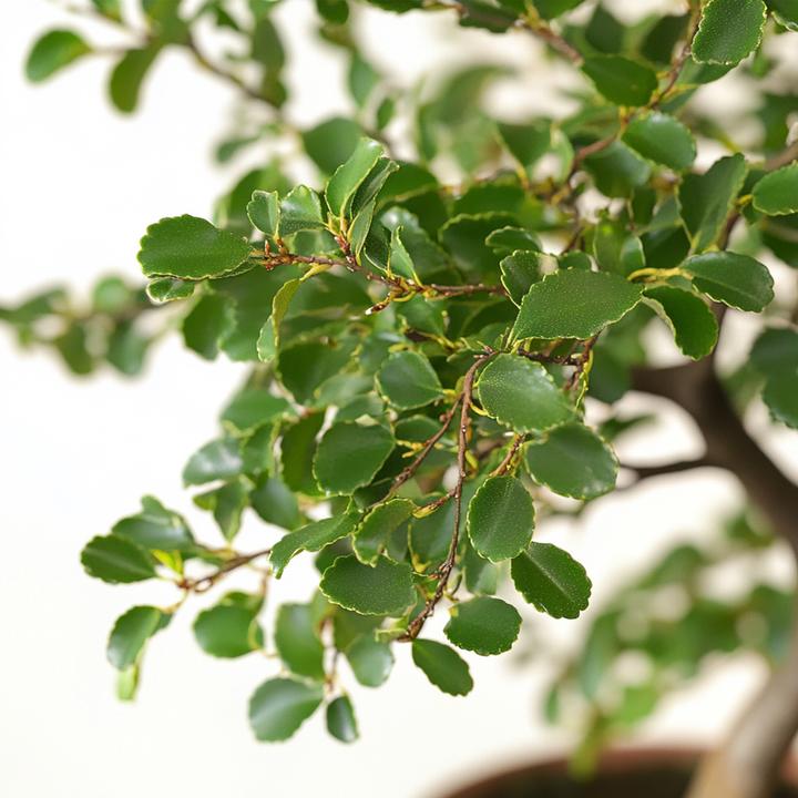 Immagine prodotto Plant in a Box Zelkova serrata - Bonsaibaume (25 cm)