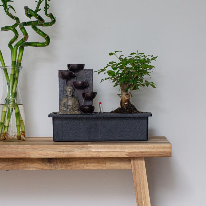 Produktbild Plant in a Box Bonsai Ligustrum, Carmona, Ficus Retusa, Syzygium, Sageretia - 2er Set Bonsai Wassersystem Buddha (25 cm)