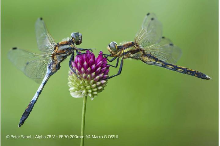 Image du produit Sony FE 70-200mm F4 Macro G OSS II - (UE) (Sony E, Plein format, APS-C / DX)
