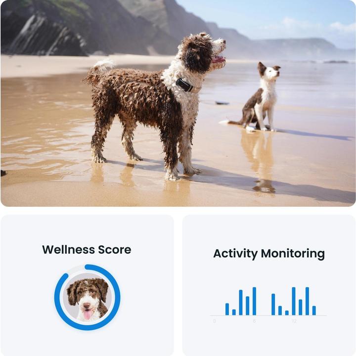Produktbild Tractive GPS Tracker Dog 6 (Hund, Spazieren)