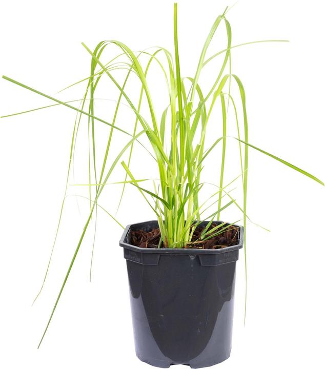 Image du produit Flowerbox Herbe de la pampa - Cortaderia selloana 'Rosea (50 cm)
