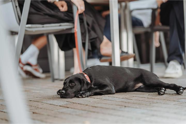 Immagine prodotto Hunter svizzero (Cane, Generale)