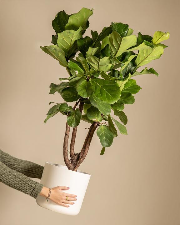 feey Violin fig XL (125 cm, Freshly repotted)