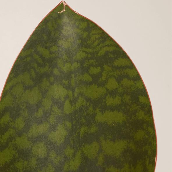 Produktbild Mary and Plants Sansevieria Victoria (30 cm)