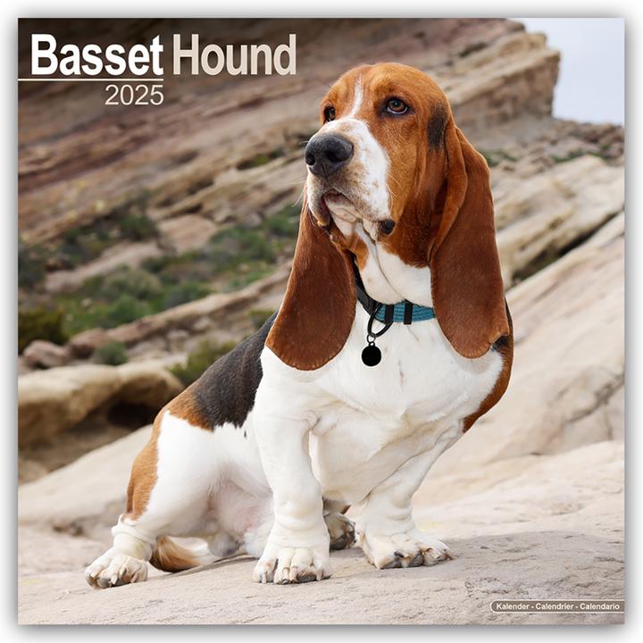 Immagine prodotto Basset Hound - Basset 2024 - Calendario 16 mesi (305 x 305 mm, Copertina rigida, Inglese)