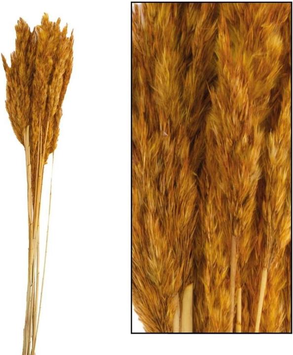 Dijk Pfahlrohr - Arundo donax (Trockenblumen)