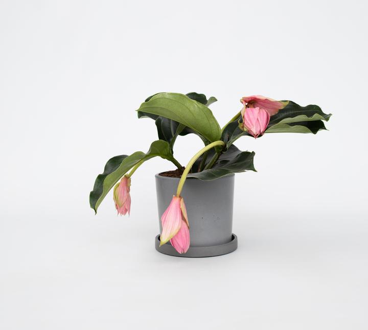 Actual product image Plant in a Box Medinilla Magnifica - Rose Medinilla (40 cm)