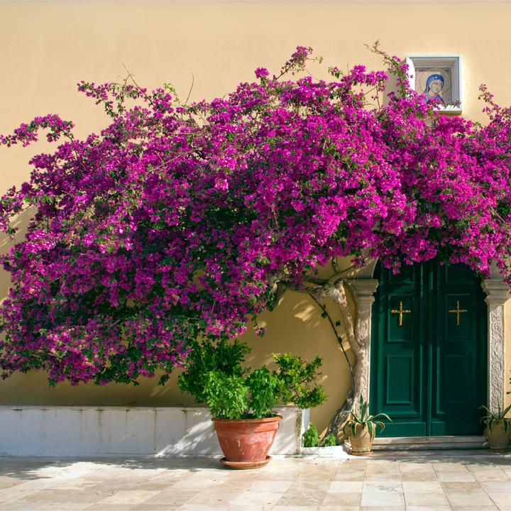 Produktbild Plant in a Box Bougainvillea 'Alexandra' (50 cm)