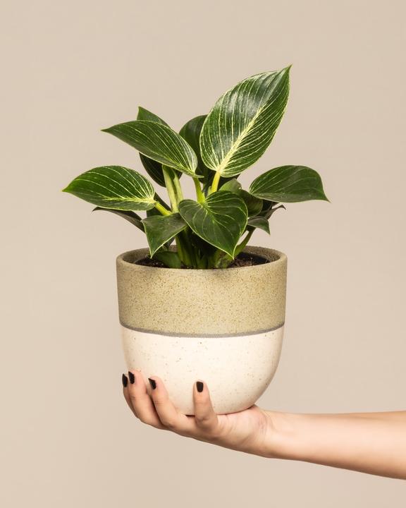 feey Philodendron Birkin 'White Measure' (30 cm, Frisch umgetopft)