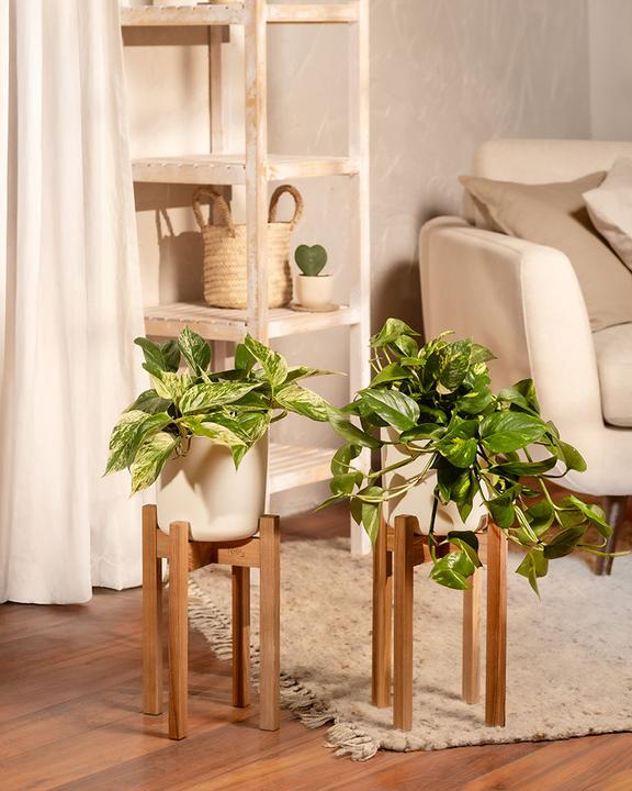 Actual product image feey Large ivy Marble Queen (35 cm, Freshly repotted)
