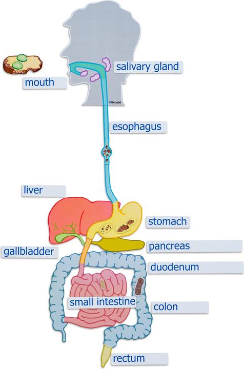 Actual product image Betzold Digestive organs, magnetic board material (German, French, English)