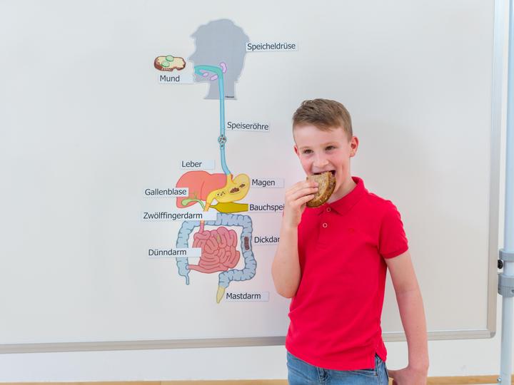 Actual product image Betzold Digestive organs, magnetic board material (German, French, English)