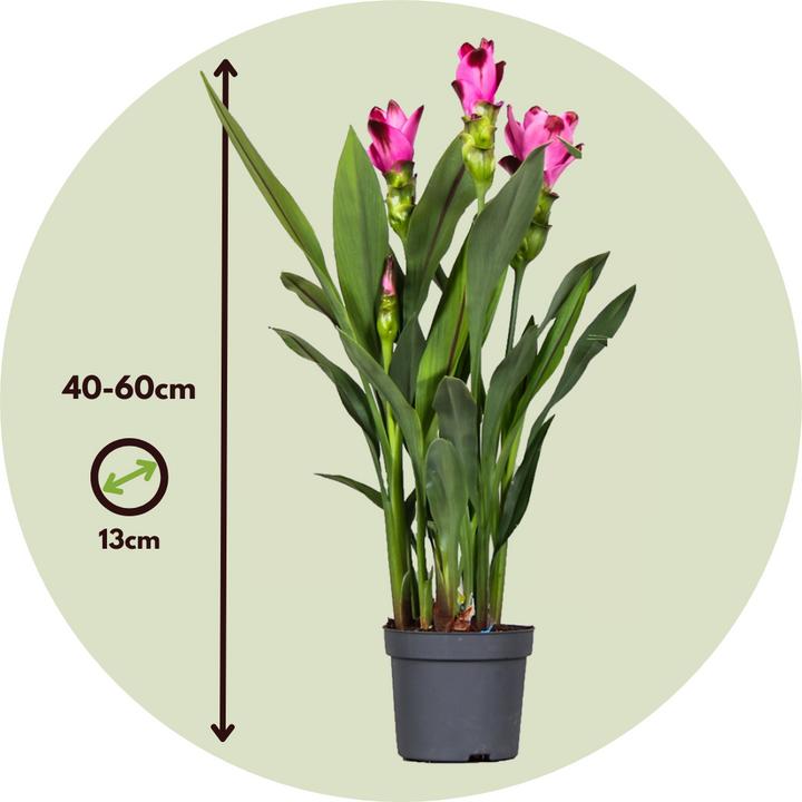 Produktbild Plant in a Box Curcuma alismatifolia 'Siam Splash' - Kurkumen (40 cm, Tierfreundlich)
