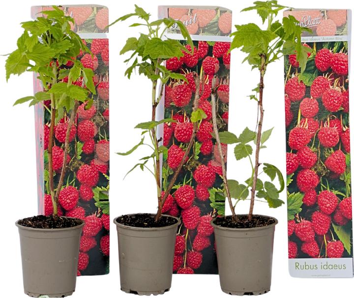 Image du produit Plant in a Box Rubus ideaus 'Autumn Bliss' - 3er Set Himbeerpflanzen (25 cm)