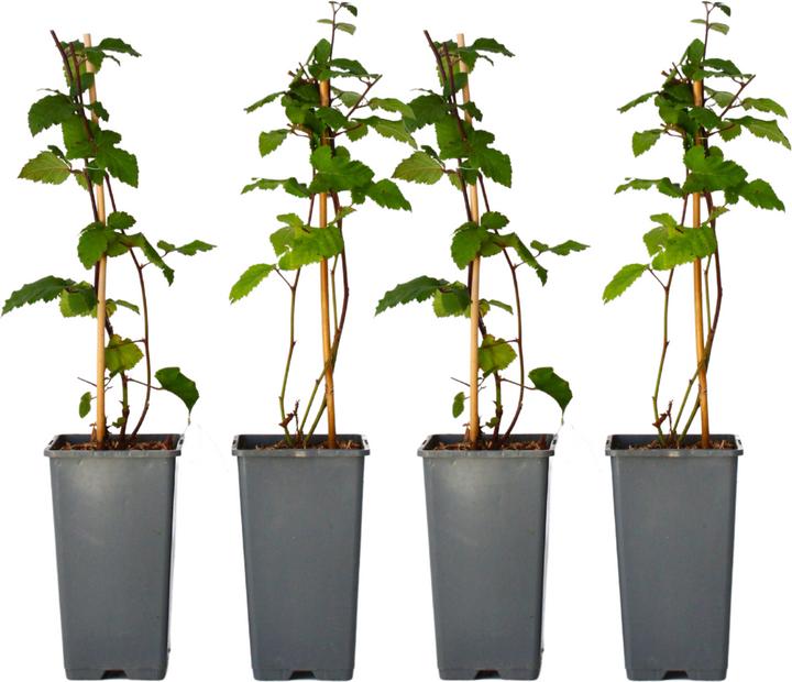 Produktbild Plant in a Box Rubus fruticosus Thornfree - 4er Set Brombeerpflanzen (50 cm)