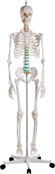 Actual product image Erler Zimmer School Skeleton Oscar