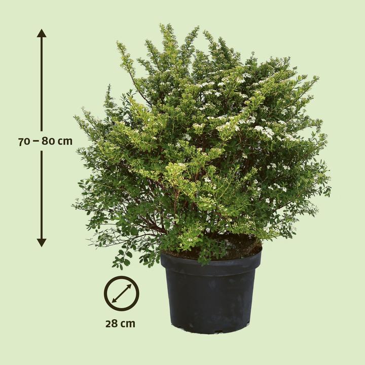Actual product image Zulauf Tosa Spirea (80 cm)
