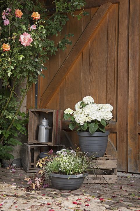 Actual product image Scheurich Country Star (29 cm)