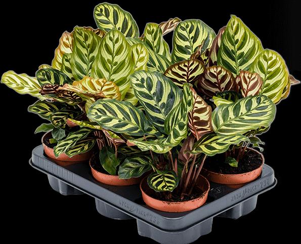 Actual product image Mahaloplants Calathea Makoyana (35 cm, Animal friendly)