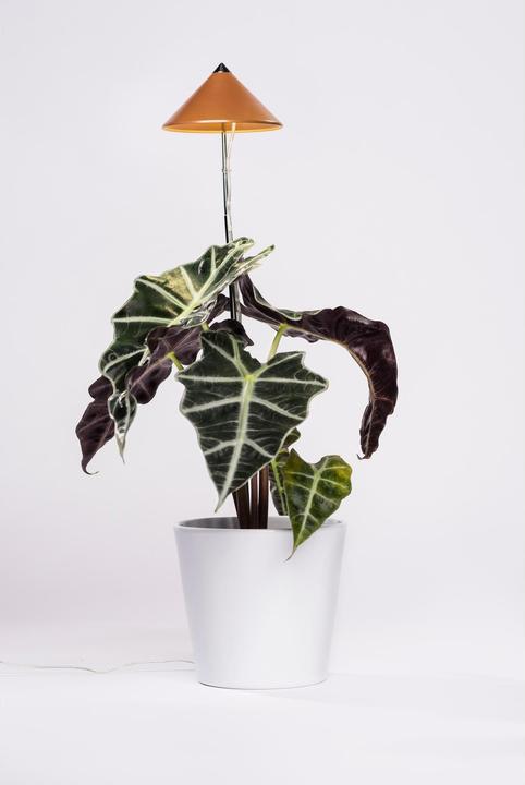 Produktbild Colibri Sunlite (LED, 230 V)
