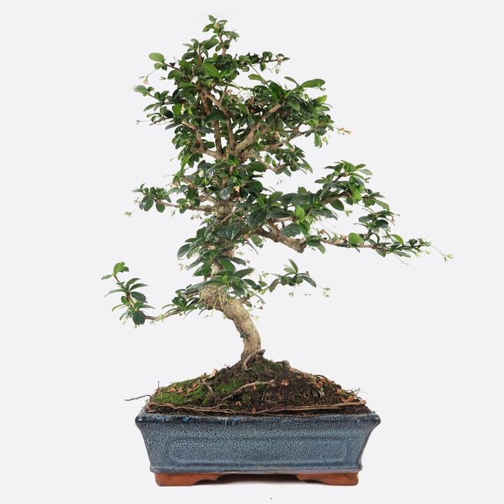 Actual product image Bonsai.ch Carmona Fukientee cm
