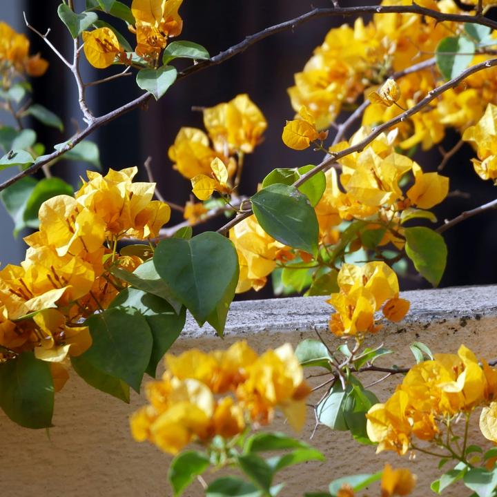 Image du produit Plant in a Box Bougainvillier 'Dania' - (50 cm)