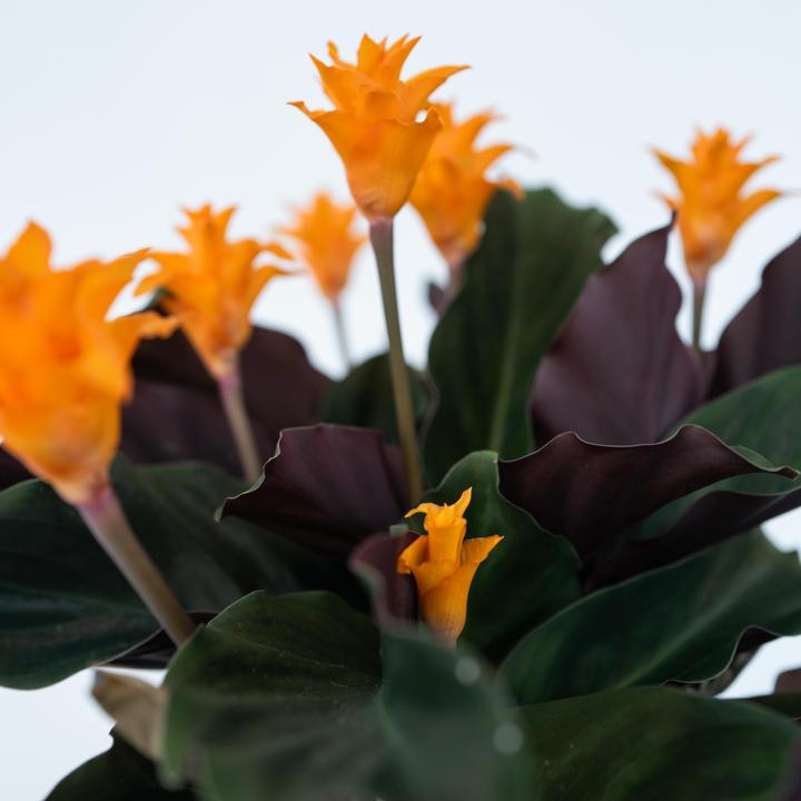 Actual product image Plant in a Box Calathea crocata Tassmania - Crocus Calathea (40 cm)