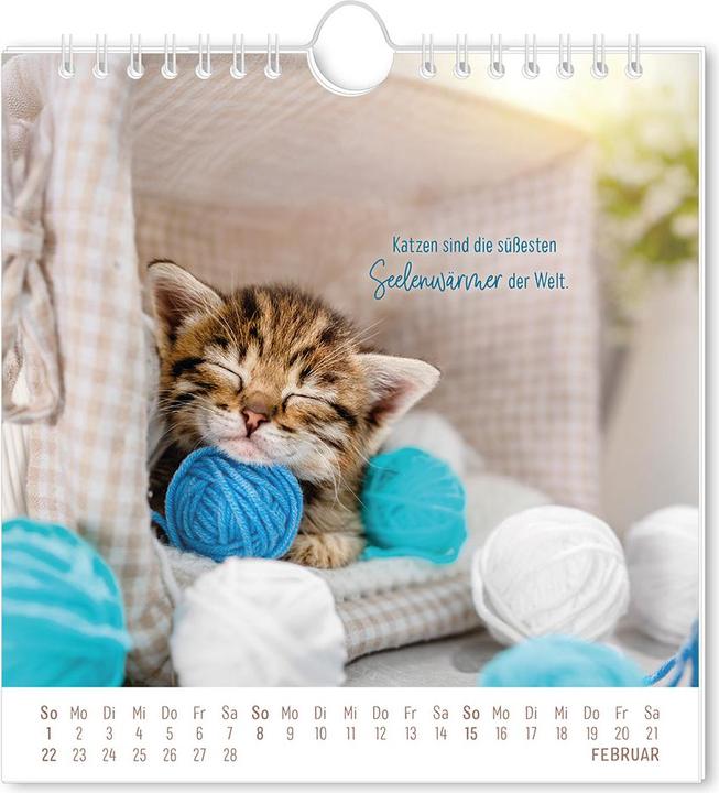 Produktbild Postkartenkalender 2026 Auf leisen Pfot (16 x 17 cm, Deutsch)