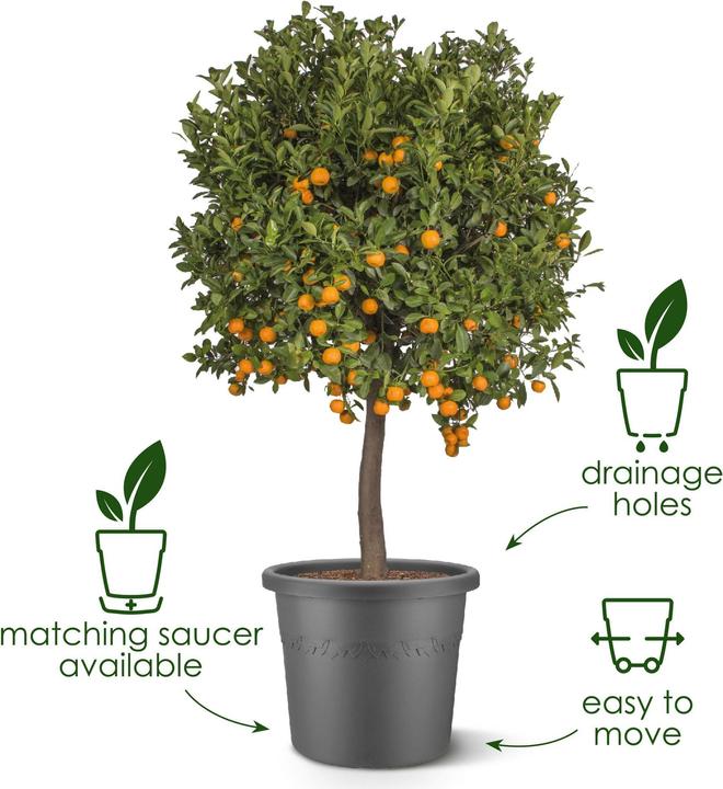 Actual product image Elho Algarve Cilindro (24.50 cm)