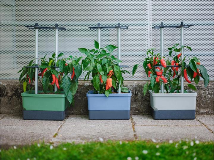 Actual product image Gusta Garden Charly Chili (35.35 cm)