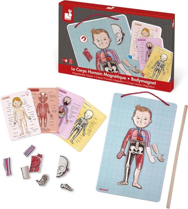 Actual product image Janod Magnetic body (German, English, French, Italian, Spanish)
