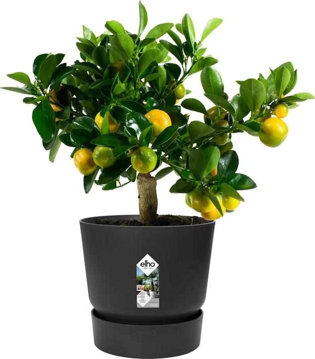 Produktbild Elho Greenville (29.50 cm)