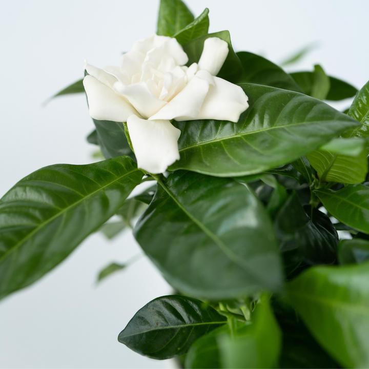 Actual product image Plant in a Box Gardenia Jasminoides (20 cm)