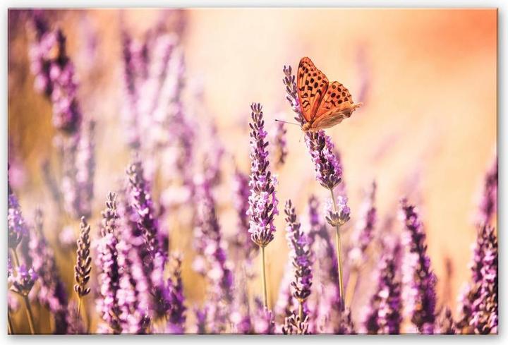 Image du produit Trenddeko Le papillon dans la lavande (100 x 70 cm)