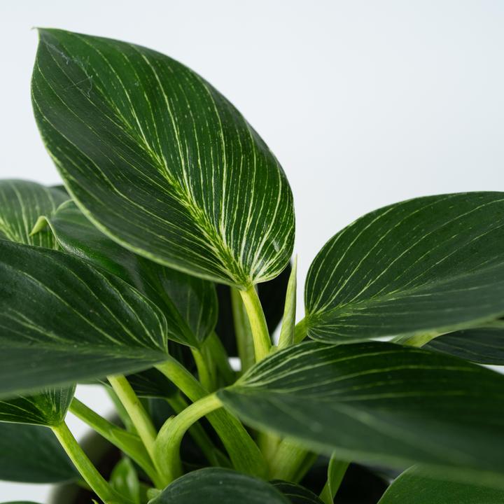 Actual product image Plant in a Box Philodendron 'White Wave' - Set of 2 White Wave (25 cm)