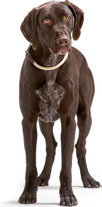 Immagine prodotto Hunter Collare da dressage Freestyle con tappo (M, L, Cane, Generale)