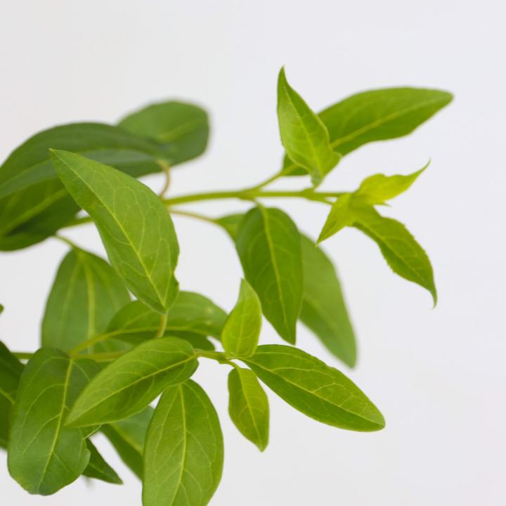 Produktbild Plant in a Box Forsythia intermedia 'Minigold' - 4er Set Forsythie (25 cm)