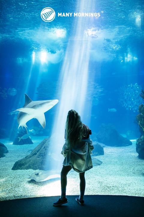 Produktbild Many Mornings Ocean Life (Einzelpack, 43 - 46)