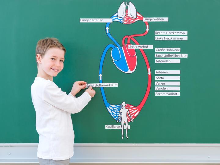 Actual product image Betzold Blood circulation, magnetic