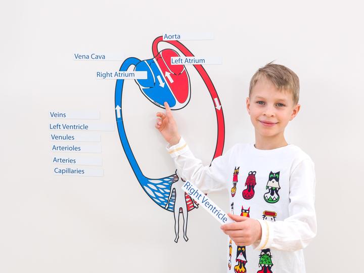 Actual product image Betzold Blood circulation, magnetic