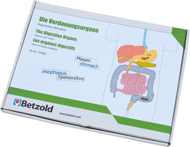 Actual product image Betzold Digestive organs, magnetic board material (German, French, English)