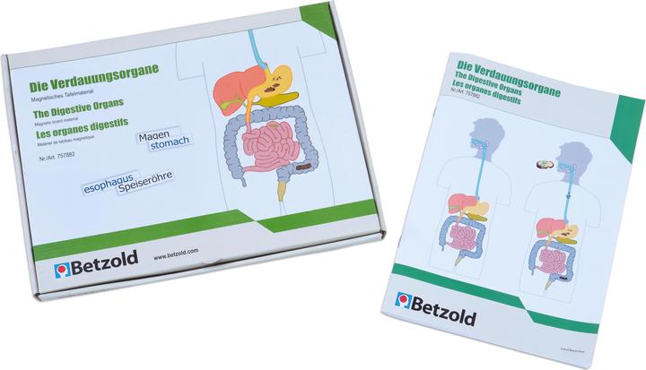 Actual product image Betzold Digestive organs, magnetic board material (German, French, English)