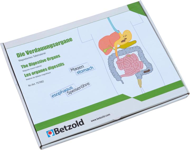 Actual product image Betzold Digestive organs, magnetic board material (German, French, English)