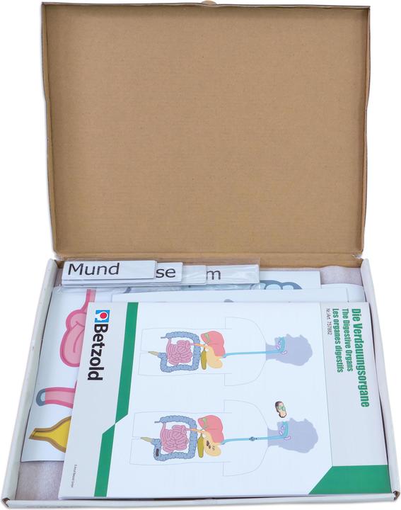 Actual product image Betzold Digestive organs, magnetic board material (German, French, English)