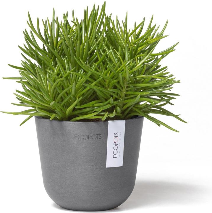 Actual product image Ecopots Oslo Mini (11.50 cm)