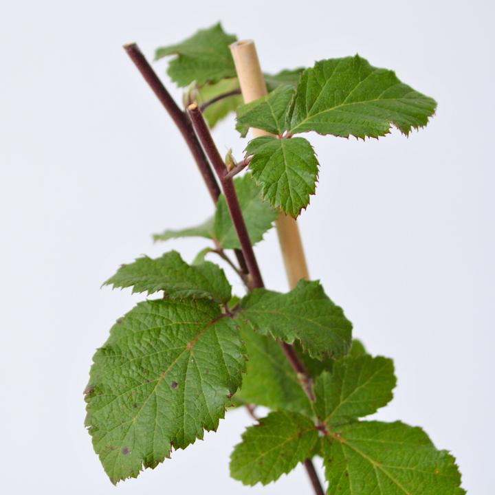 Produktbild Plant in a Box Rubus fruticosus Thornfree - 2er Set Brombeerpflanzen (50 cm)