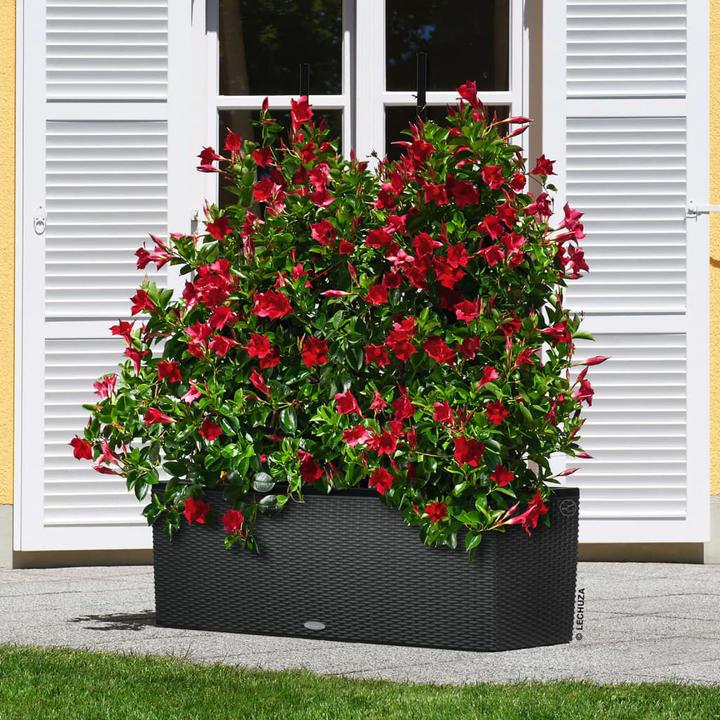 Produktbild Lechuza Trio Cottage (32 cm)
