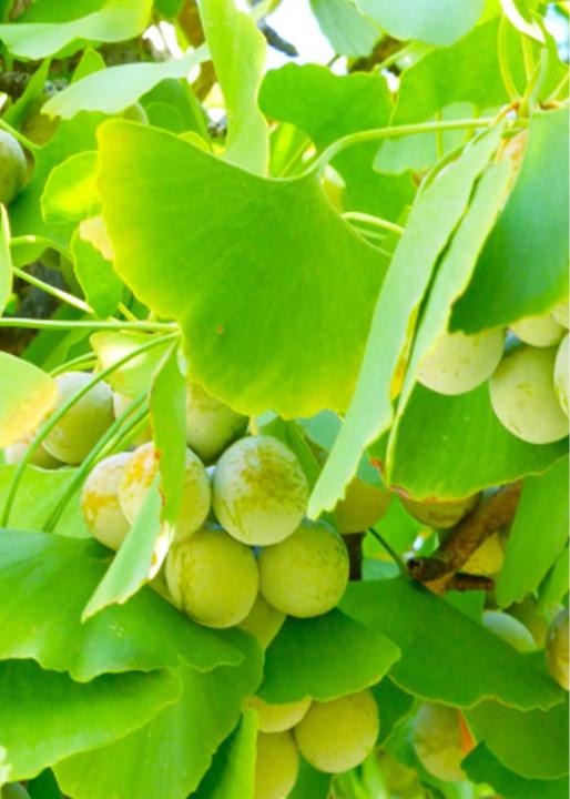 Immagine prodotto Tropica Ginkgo fanleaf tree (Semi di piante)